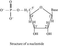 NCERT Solutions Class 11 Biology Chapter 9 - Biomolecules